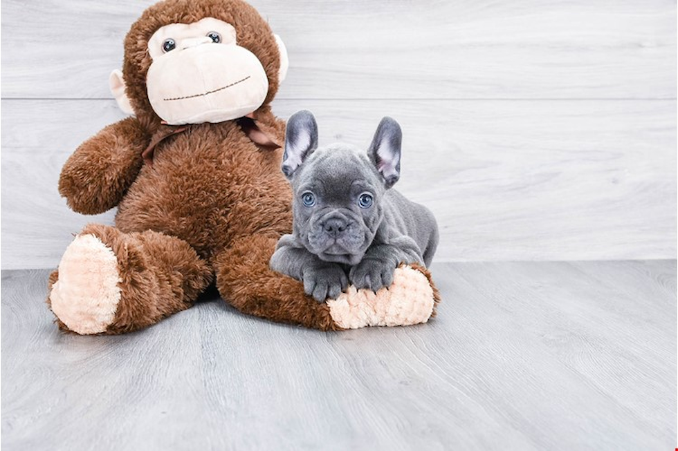 Hypoallergenic French Bulldog Purebred Pup