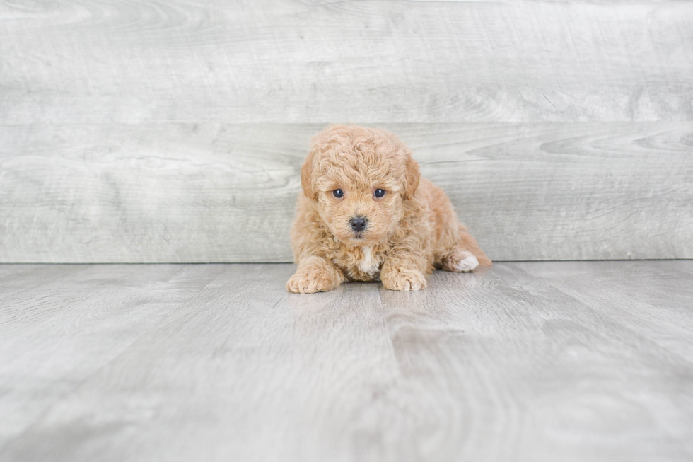 Sweet Maltipoo Baby