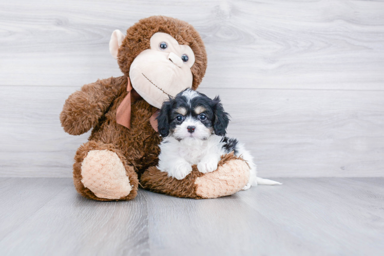 Cavachon Puppy for Adoption