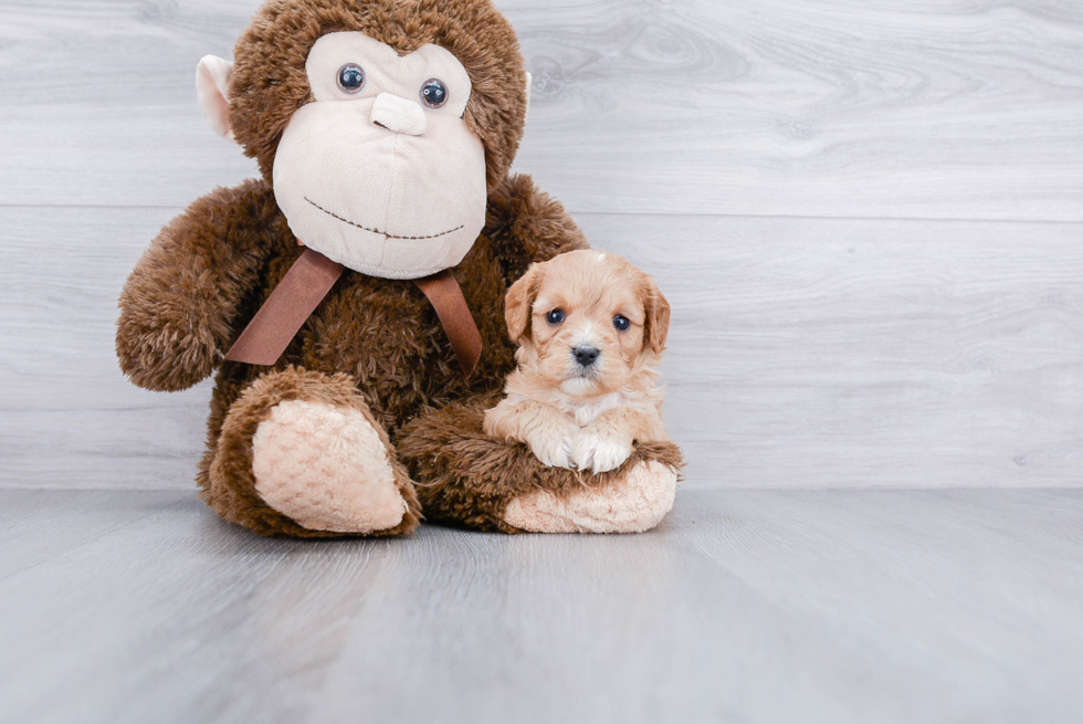 Cavachon Pup Being Cute