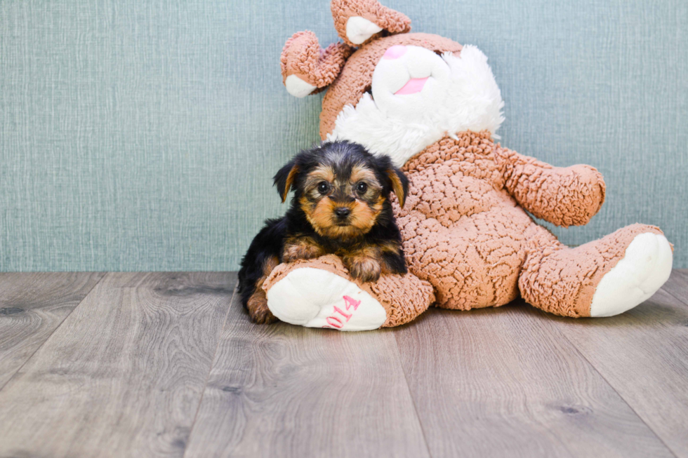 Meet Timmy - our Yorkshire Terrier Puppy Photo 