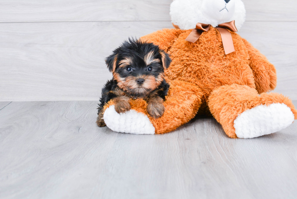 Meet Avery - our Yorkshire Terrier Puppy Photo 