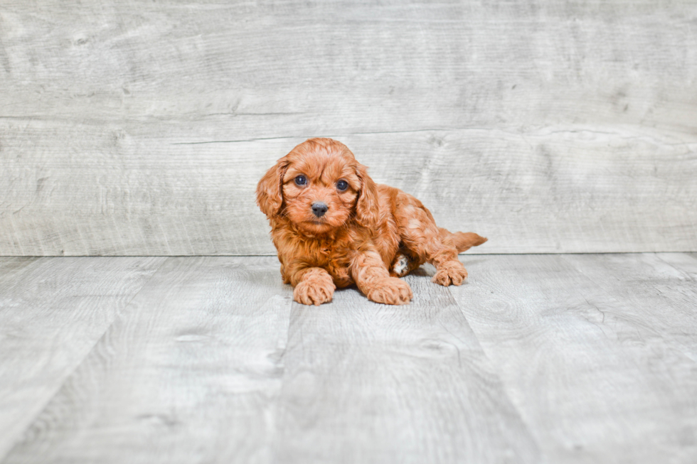 Sweet Cavapoo Baby