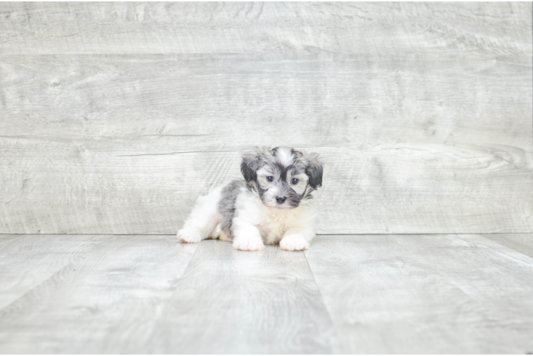 Petite Havanese Purebred Puppy