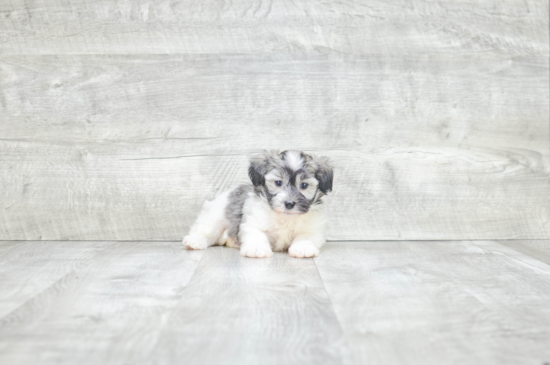 Petite Havanese Purebred Puppy