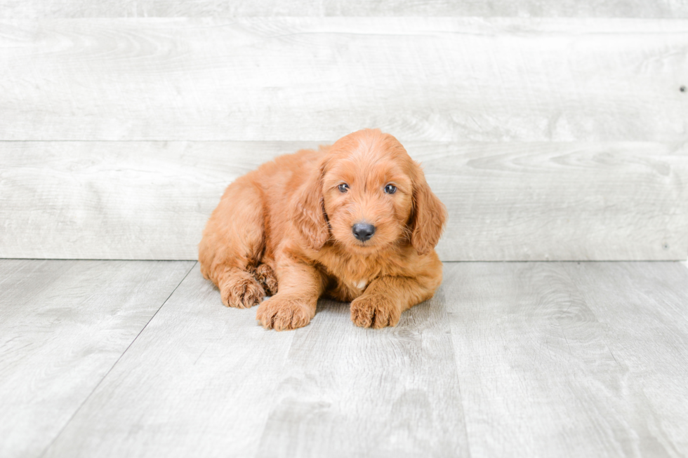 Friendly Mini Goldendoodle Baby