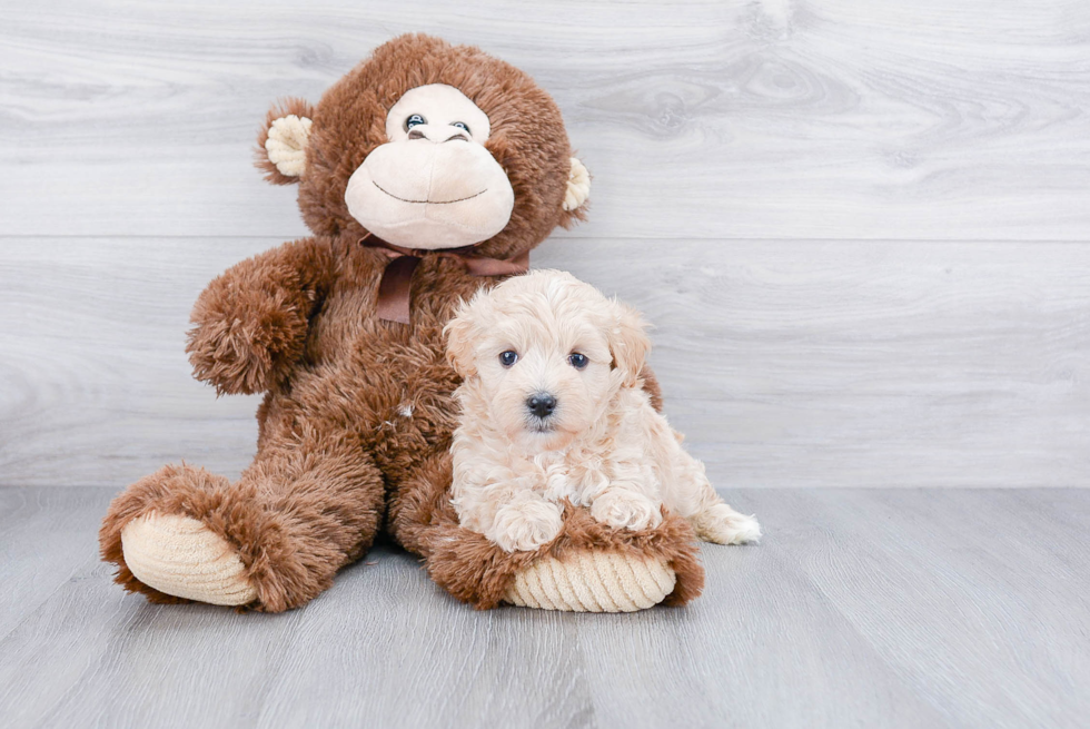 Adorable Maltese Poodle Poodle Mix Puppy