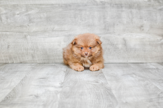 Small Pomeranian Purebred Pup