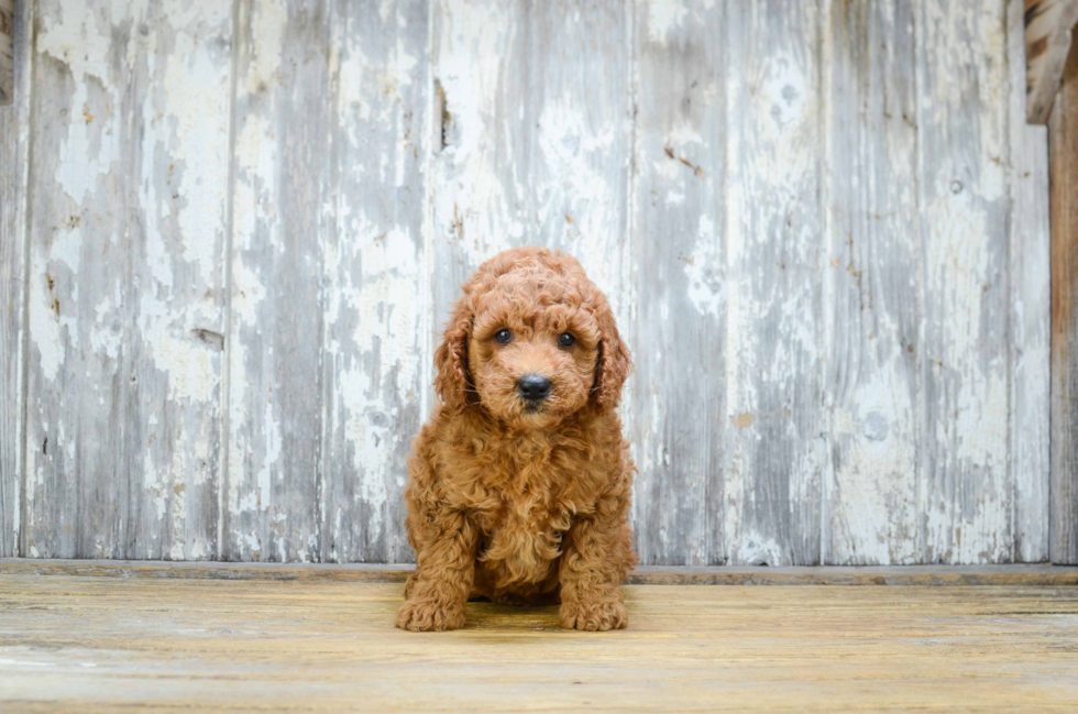 Mini Goldendoodle Pup Being Cute