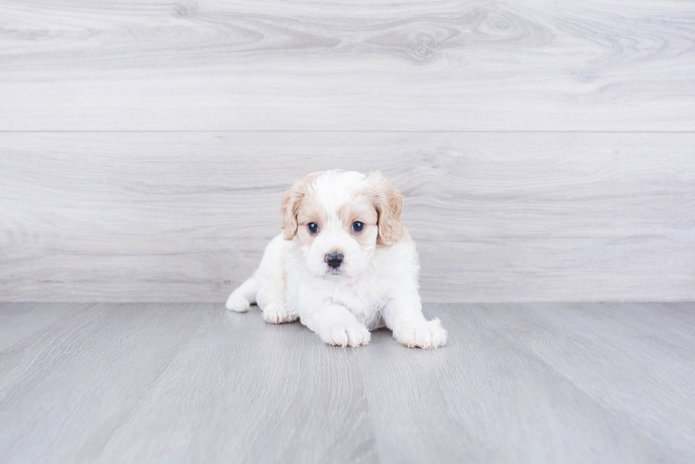 Cavachon Pup Being Cute