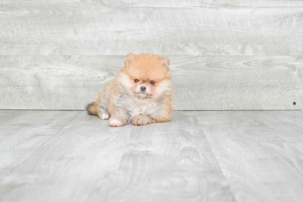 Pomeranian Pup Being Cute