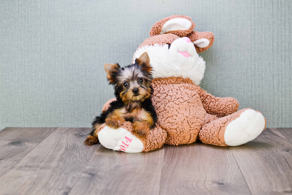 Meet Nugget - our Yorkshire Terrier Puppy Photo 