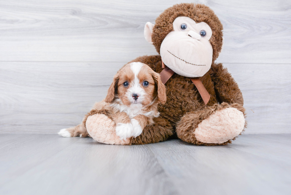 Best Cavapoo Baby