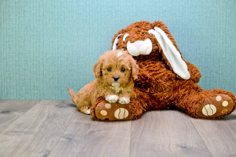 Best Cavapoo Baby