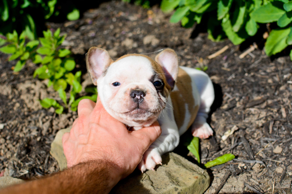 Petite Frenchie Purebred Puppy