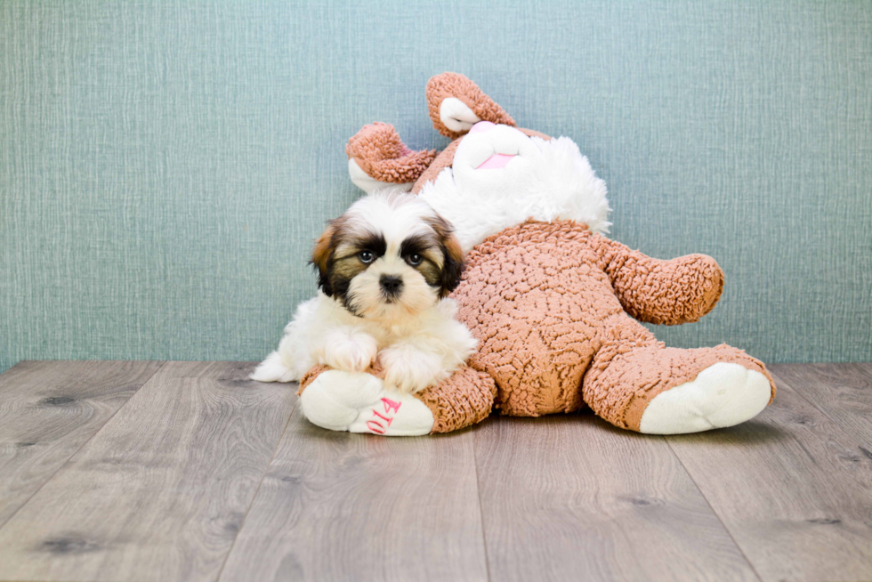 Teddy Bear Pup Being Cute