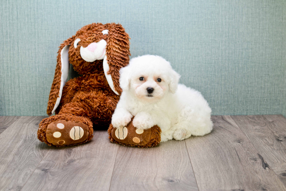 Small Bichon Frise Baby