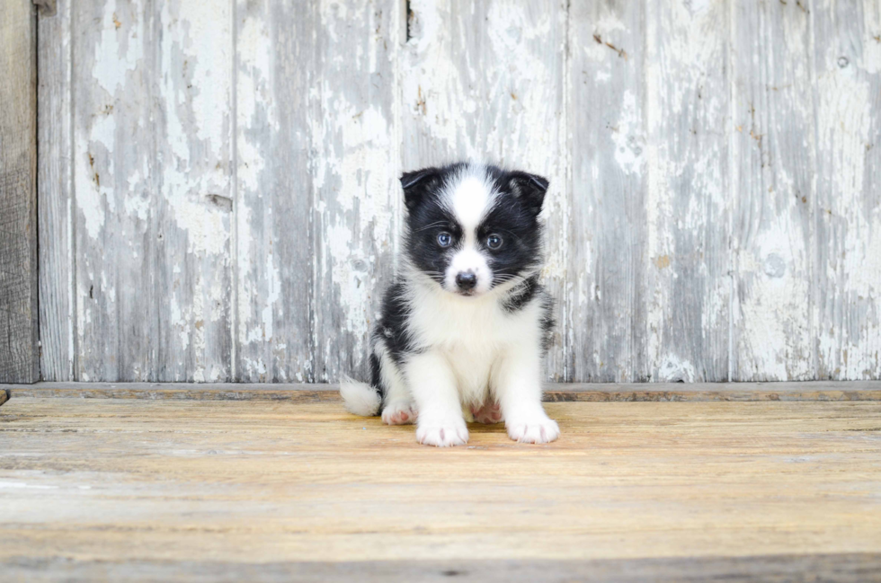 Sweet Pomsky Baby