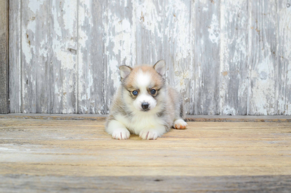 Sweet Pomsky Baby