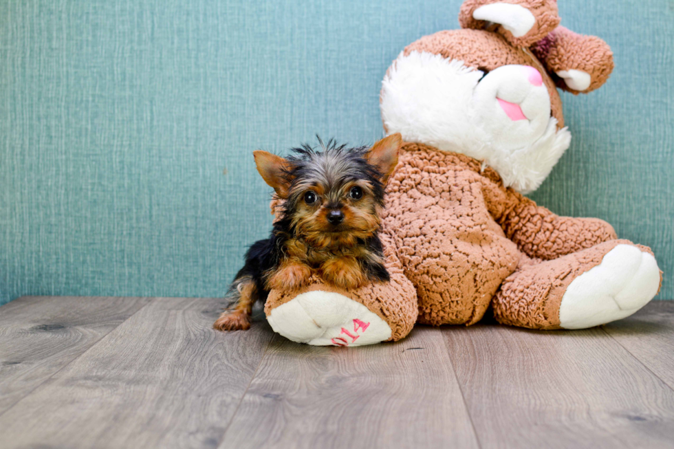 Meet Joey - our Yorkshire Terrier Puppy Photo 