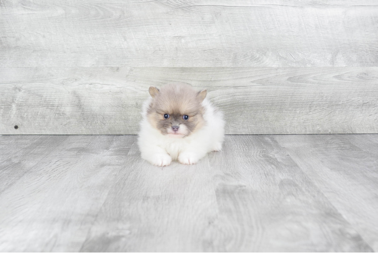 Pomeranian Puppy for Adoption