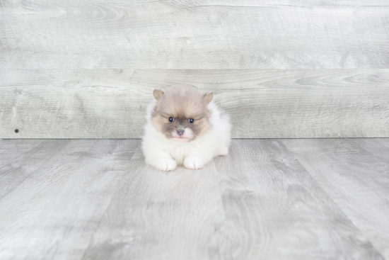 Pomeranian Puppy for Adoption