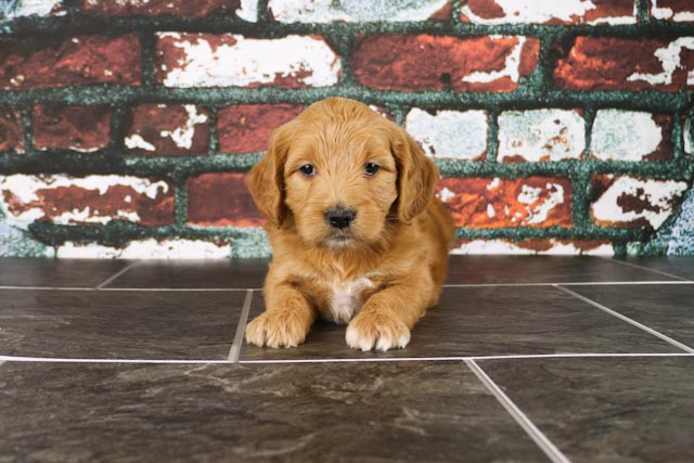 Sweet Mini Goldendoodle Baby