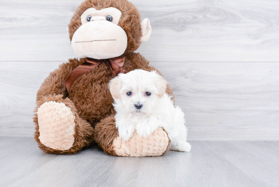 Fluffy Maltipoo Poodle Mix Pup