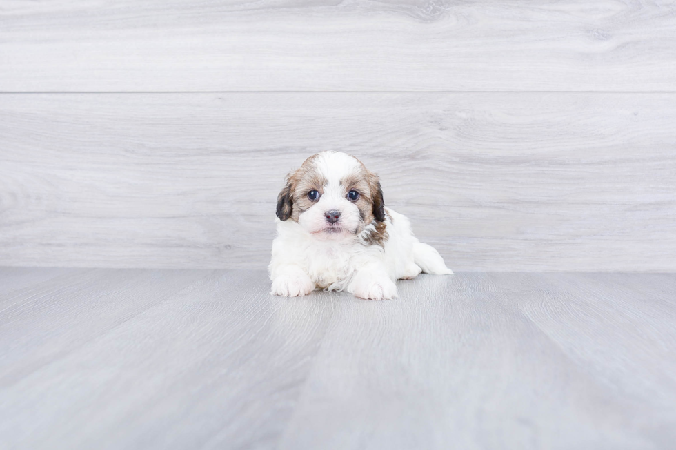 Playful Shi Chon Designer Puppy