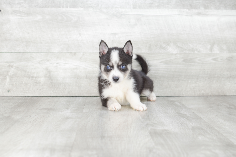 Happy Pomsky Baby