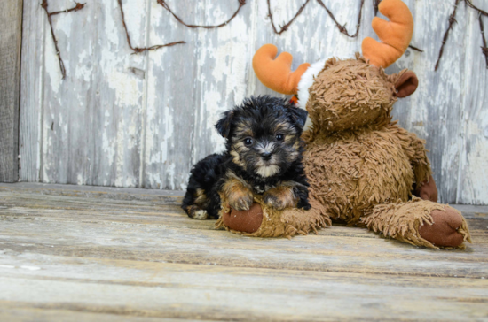 Best Morkie Baby