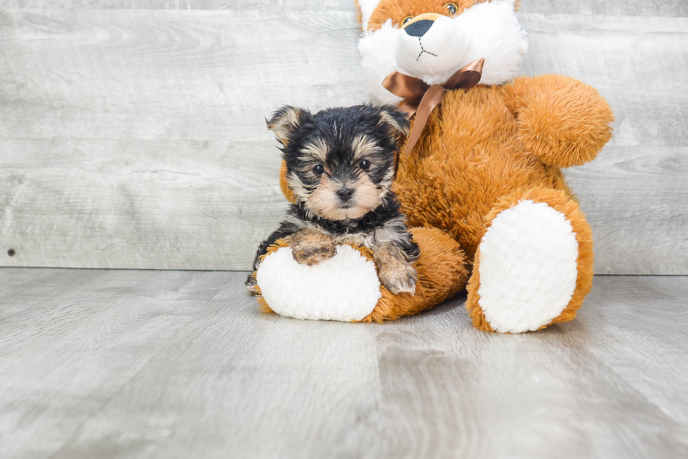 Morkie Pup Being Cute