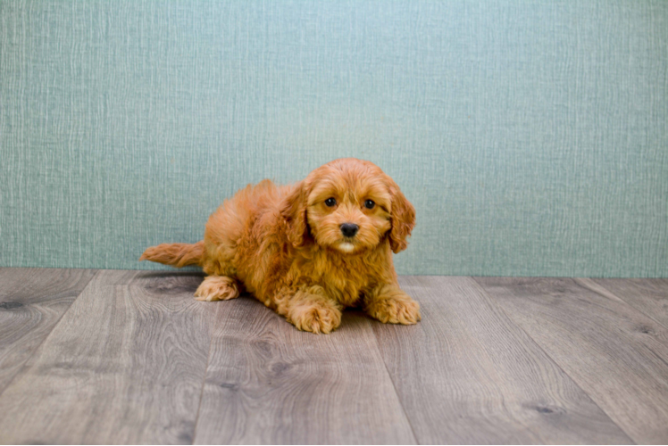 Mini Goldendoodle Pup Being Cute