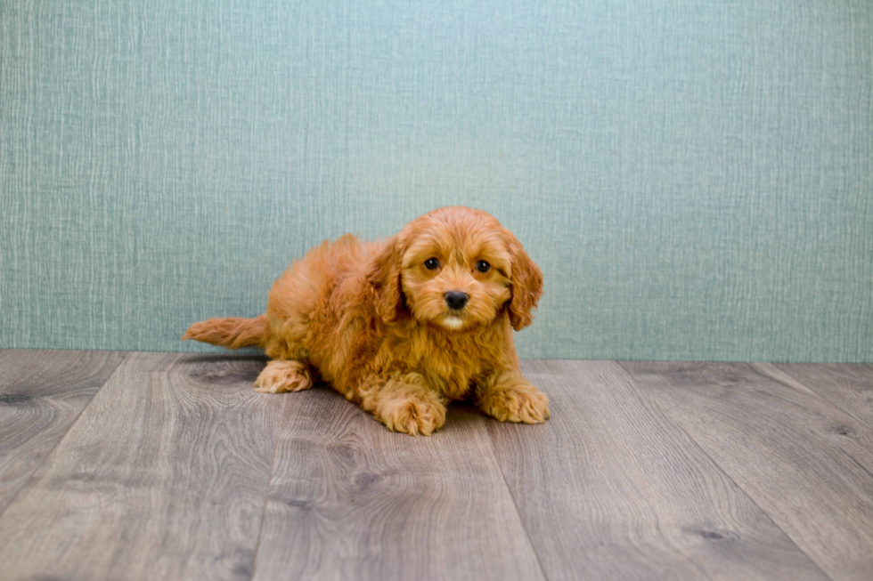 Mini Goldendoodle Pup Being Cute