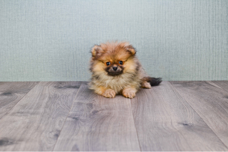 Popular Pomeranian Baby