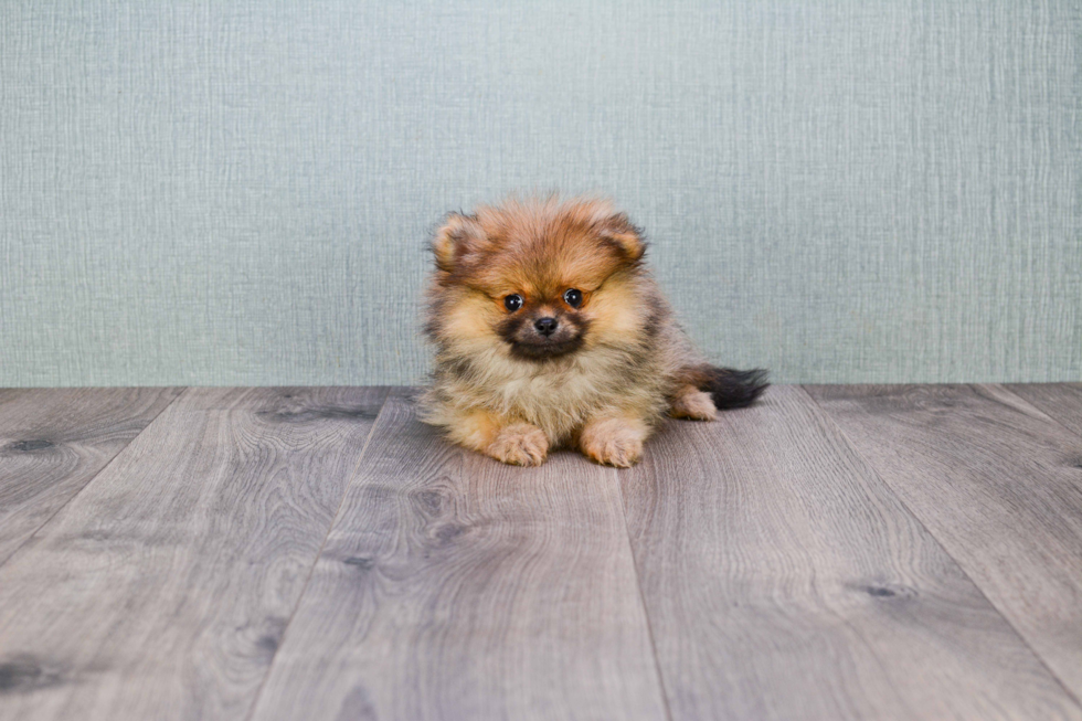 Popular Pomeranian Baby