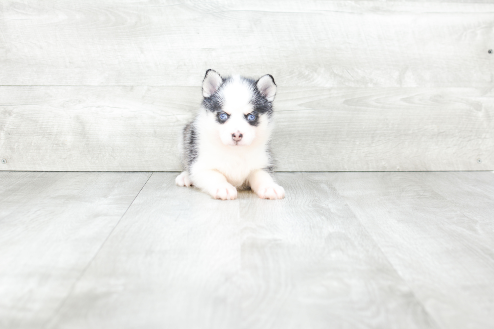 Best Pomsky Baby