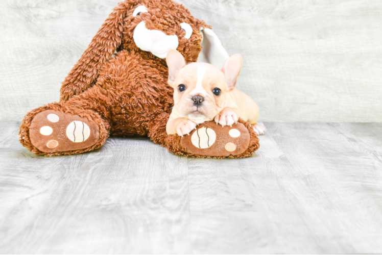 Playful French Bulldog Baby