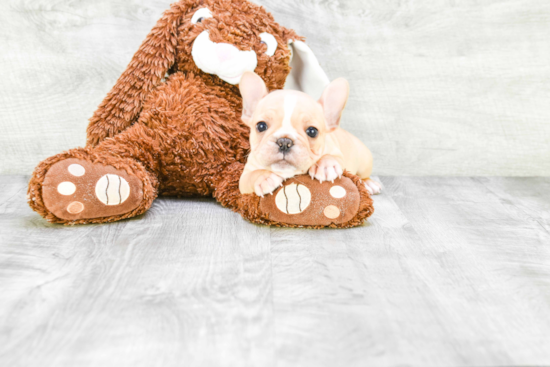 Playful French Bulldog Baby