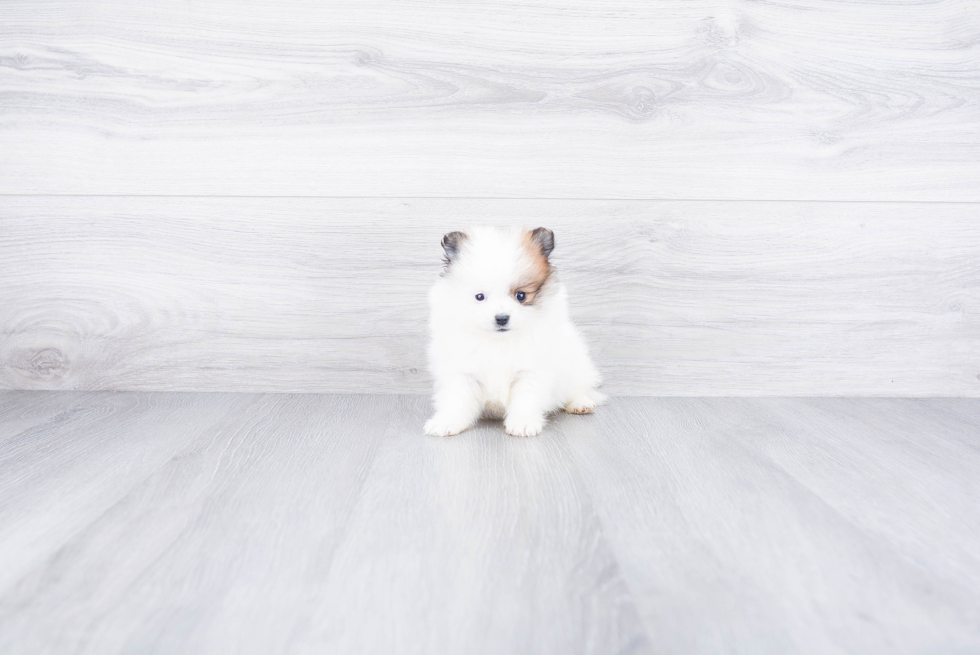 Fluffy Pomeranian Purebred Puppy