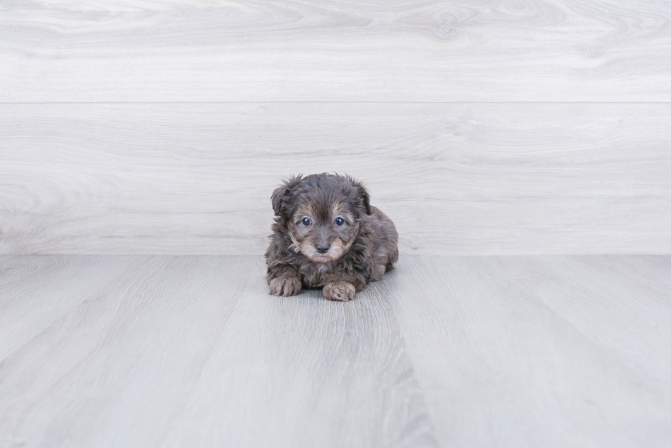 Adorable Aussiepoo Poodle Mix Puppy