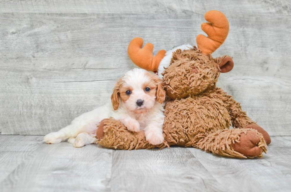 Sweet Cavapoo Baby