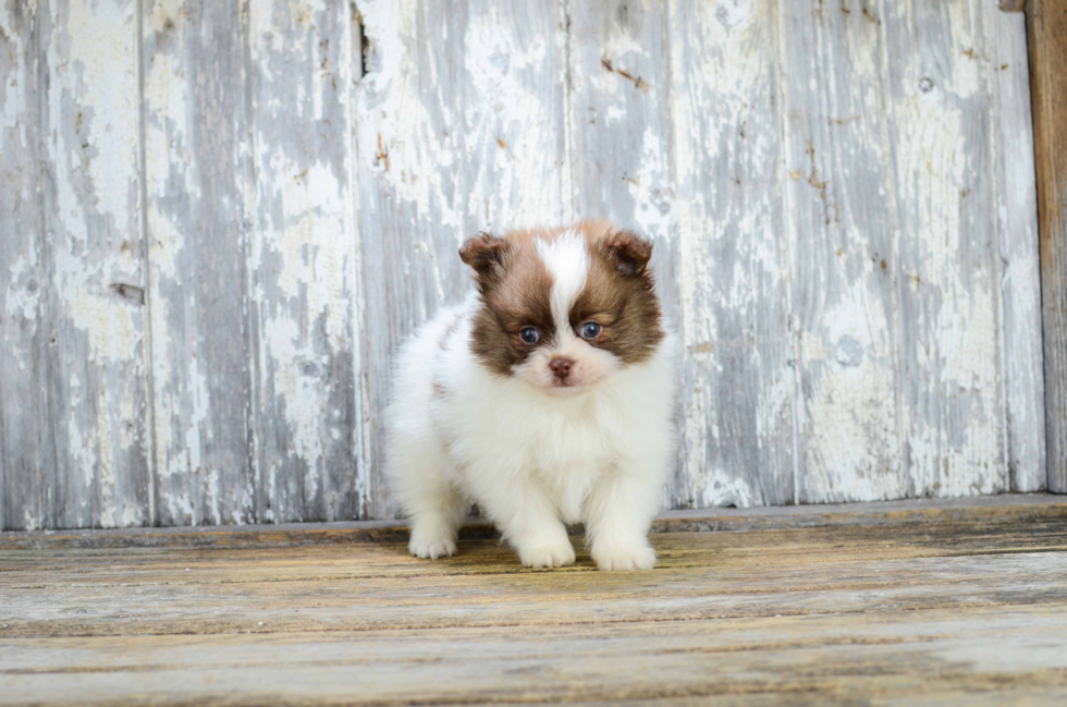 Sweet Pomeranian Purebred Puppy