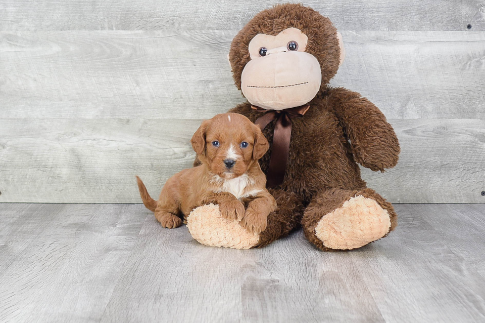 Best Cavapoo Baby