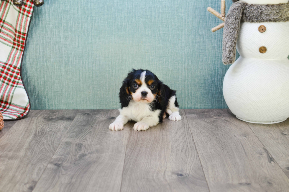 Cavalier King Charles Spaniel Puppy for Adoption