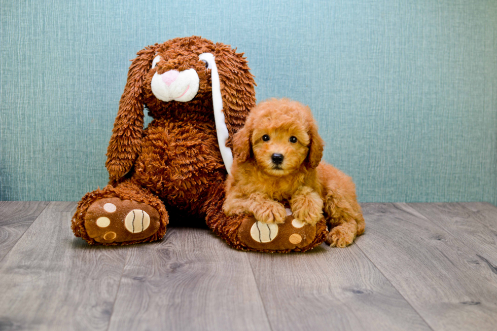 Hypoallergenic Cavoodle Poodle Mix Puppy