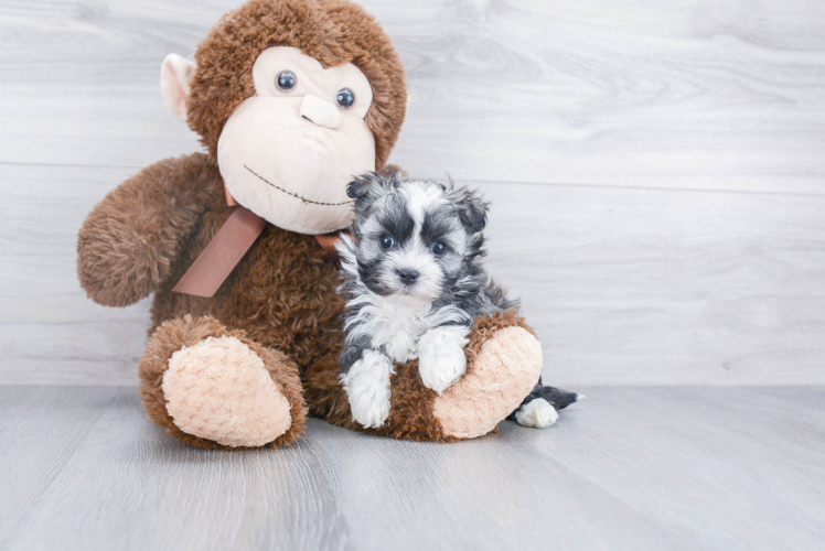 Popular Havanese Baby