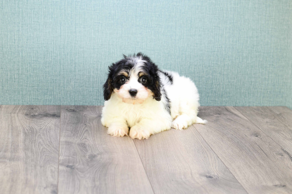 Happy Cavachon Baby