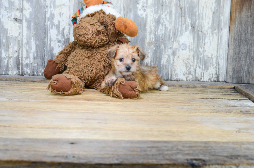 Best Morkie Baby