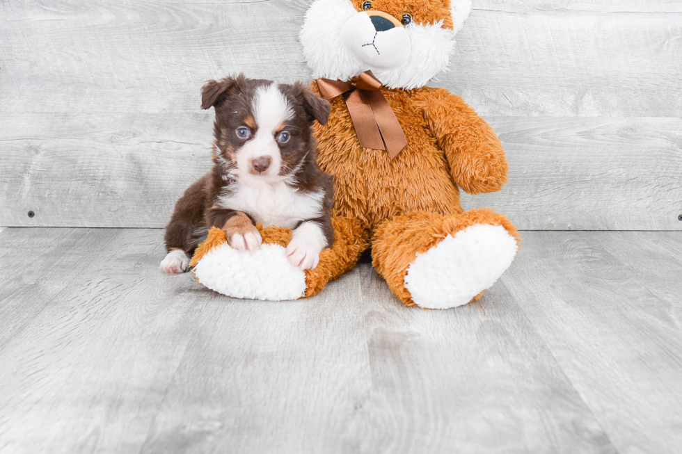 Popular Mini Aussiedoodle Poodle Mix Pup